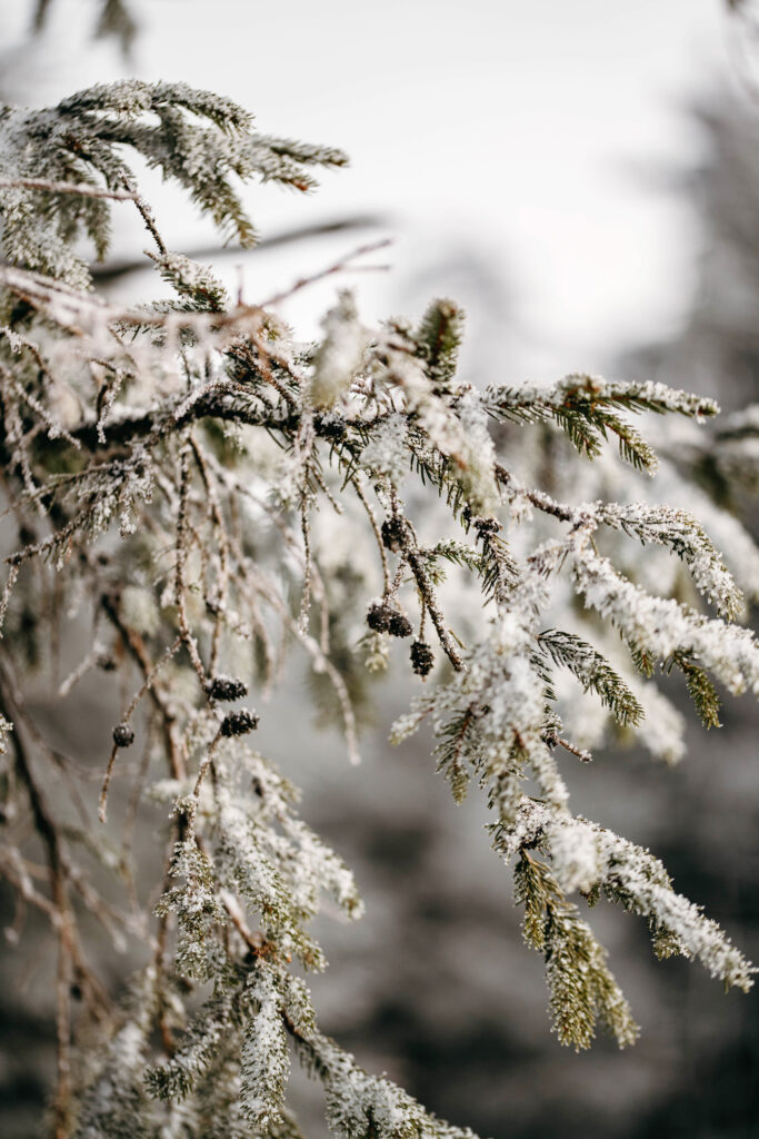 Christmas tree in in snow